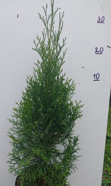 Туя західна Смарагд (Thuja occidentalis "Smaragd")_с2 – купити онлайн ...