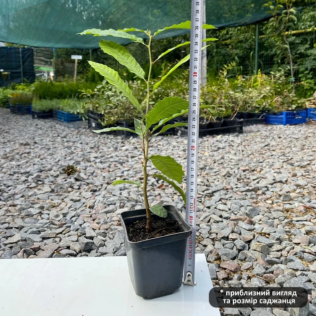 Саженцы Каштана cъедобного (Castanea sativa) - изображение 2