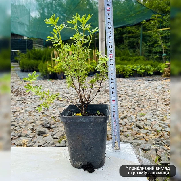 Саджанці Перстач кущовий Белла Сол (Potentilla fruticosa Bella Sol) Р9 - зображення 3