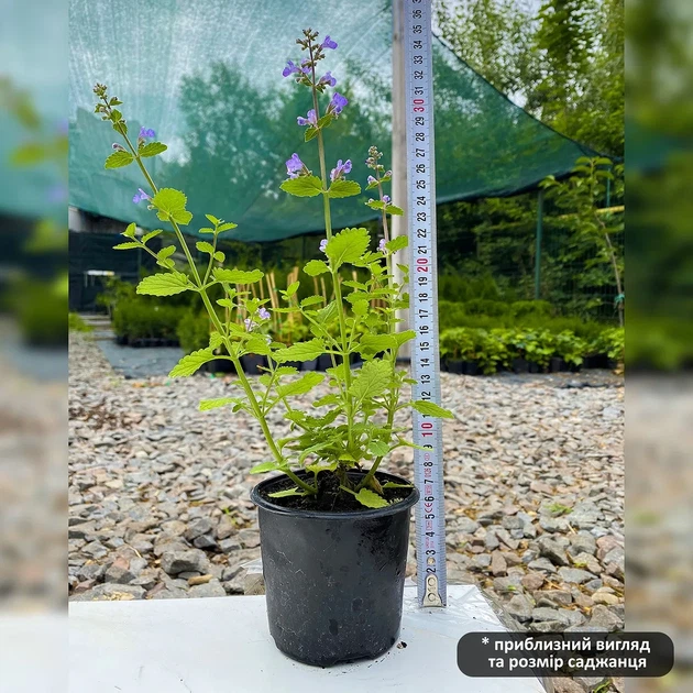 Саженцы Котовника Фассени Пурсиан Блю (Nepeta faassenii Pursian Blue) Р9 - Фото 6 Саженцы Котовника Фассени Пурсиан Блю (Nepeta faassenii Pursian Blue) Р9 - изображение 6