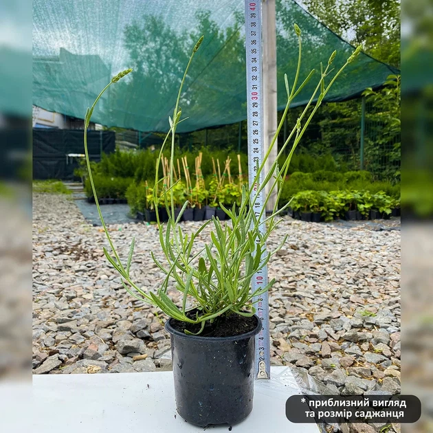 Саженцы Лаванды Английской узколистной (Lavandula angustifolia, L. officinalis) Р9 - Фото 2 Саженцы Лаванды Английской узколистной (Lavandula angustifolia, L. officinalis) Р9 - изображение 2
