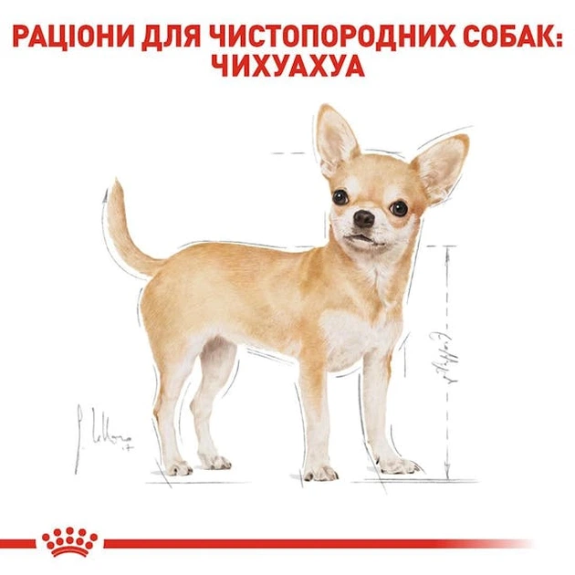 Повнораціонний сухий корм Royal Canin Chihuahua Adult для дорослих собак породи чихуахуа віком від 8 місяців, 1.5 кг, 2210015 - изображение 2