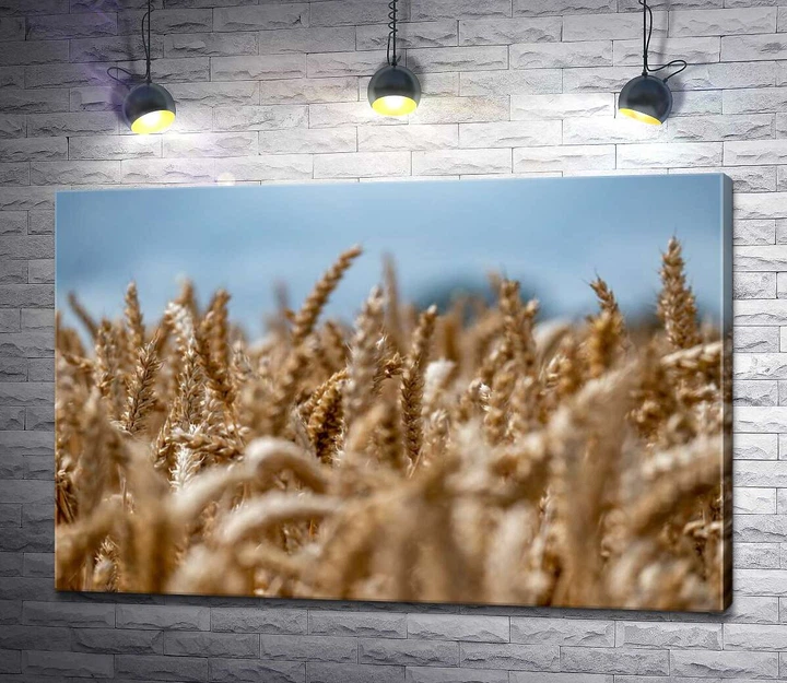 Картина Поле колосьев пшеницы 60x40 см Модуль №1 (003831) - Фото 1 Картина Поле колосьев пшеницы 60x40 см Модуль №1 (003831) - изображение 1
