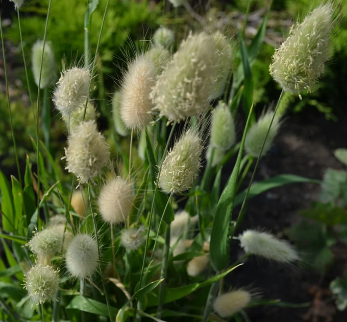 Насіння Лагурус Зайцехвіст, 0,1 г (GL Seeds) - зображення 4