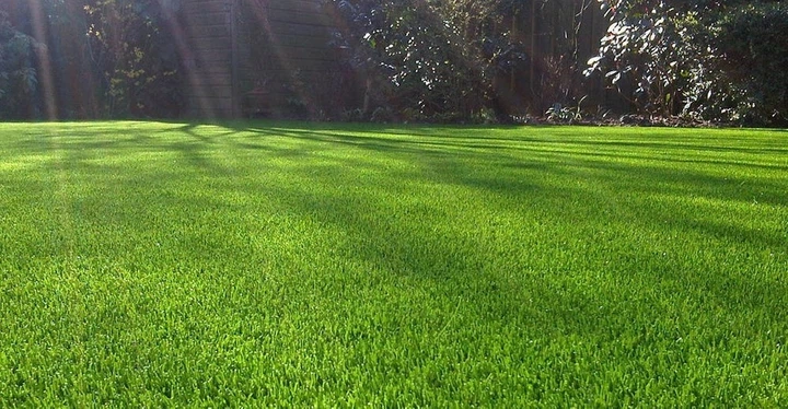 Насіння Ліліпут 1 кг газонної трави Трави України - зображення 4