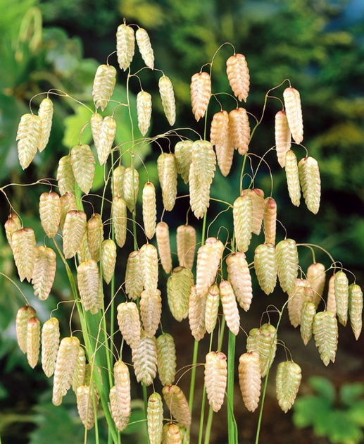 Насіння Бриза Максима, 0,25 г (GL Seeds) - зображення 2