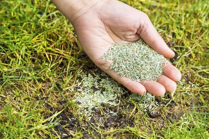 Насіння Посухостійке 1 кг газонної трави Трави України - зображення 2