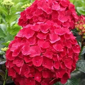Гортензія широколиста "Forever Red" горщик С1.5 - Фото 1 Гортензія широколиста "Forever Red" горщик С1.5 - изображение 1