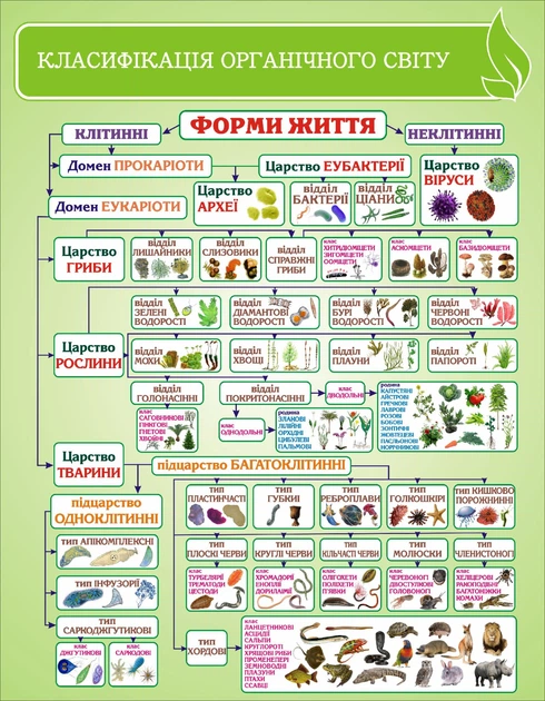 Стенд «Класифікація органічного світу» для кабінету біології 700мм×900мм (Арт1588) - Фото 1 Стенд «Класифікація органічного світу» для кабінету біології 700мм×900мм (Арт1588) - изображение 1