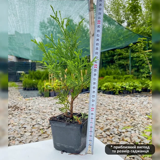 Саженцы Туи западной Колумбия (Thuja occidentalis Columbia) Р9 - изображение 2