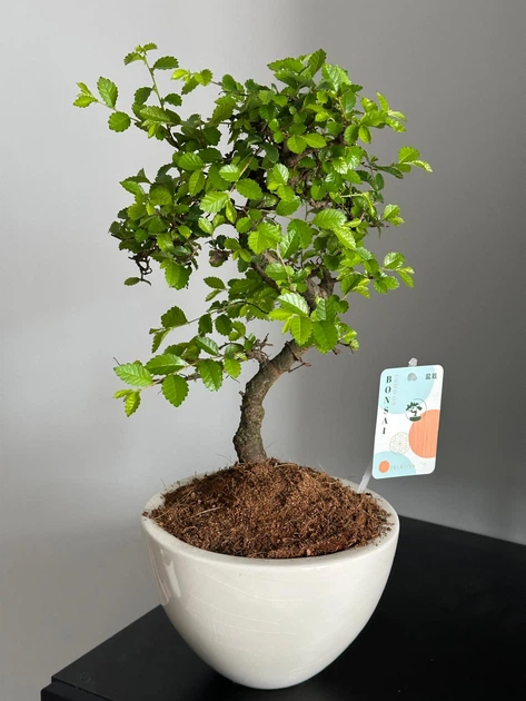 BONSAI出品 Бонсай В'яз китайський дрібнолистий Bonsai h 35 см – купить онлайн