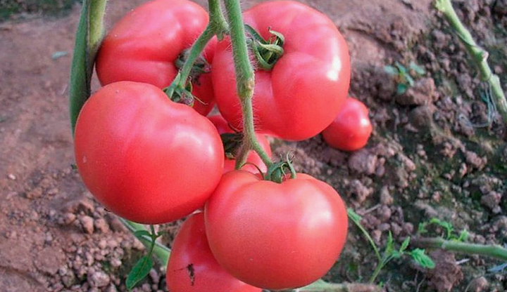 Семена Томат Китайская принцесса, 0,1 г (GL Seeds) - изображение 3
