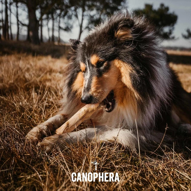 Палиця для собак з кавового дерева Canophera (M) - зображення 6