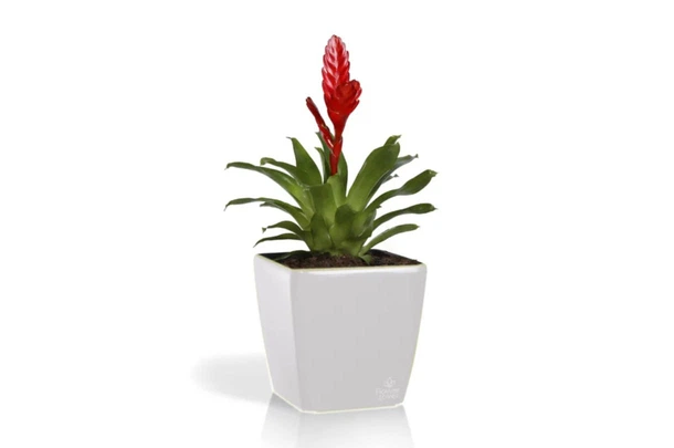 Вазон Plastkon Quadrato Flower Lover 22x22x21см білий - Фото 2 Вазон Plastkon Quadrato Flower Lover 22x22x21см білий - зображення 2