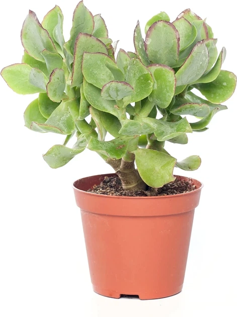 Крассула Crassula cristaat - зображення 3