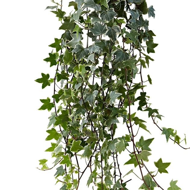Плющ Hedera eva - изображение 2