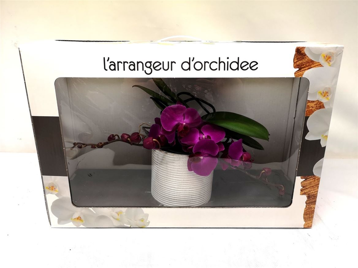 Орхидея L'arrangeur D'orchidee Paars (фуксия) - Фото 1 Орхидея L'arrangeur D'orchidee Paars (фуксия) - изображение 1