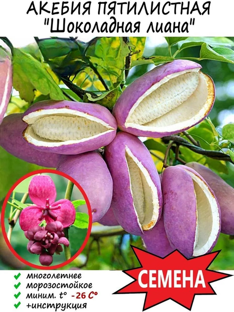 Насіння Акебія п'ятна Akebia quinata (Шоколадна ліана), 5 штук - зображення 5