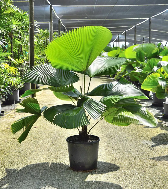 Растение Licuala grandis - Фото 1 Растение Licuala grandis - изображение 1