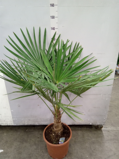 Растение в горшке пальма Trachycarpus Fortunei - изображение 2