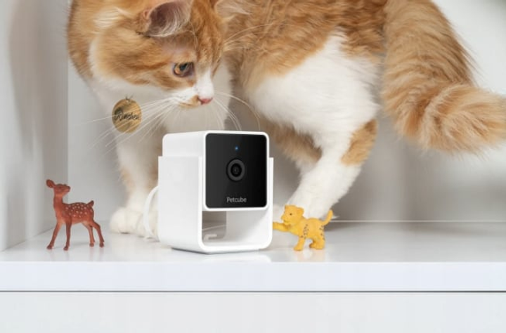 Камера для тварин внутрішня Petcube Cam WiFi 1080p (0854592007394) - зображення 7