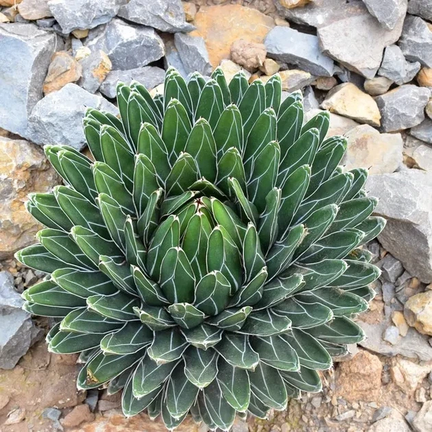 Рослина Agave Victoriae-reginae (кімнатнатна) - Фото 4 Рослина Agave Victoriae-reginae (кімнатнатна) - зображення 4