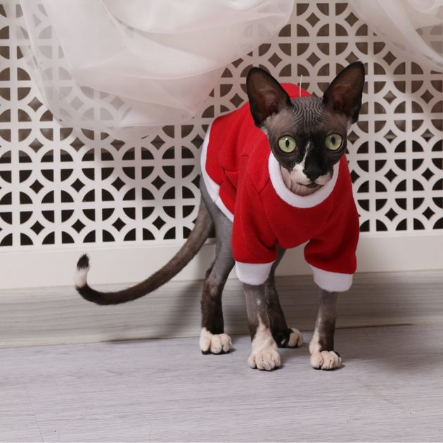 Теплая кофта для кота (кошки) с рукавом Style Pets новогодняя серия (KTF1259) XXL - Фото 5 Теплая кофта для кота (кошки) с рукавом Style Pets новогодняя серия (KTF1259) XXL - изображение 5