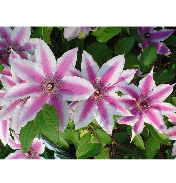 Клематис Паміна (Clematis Pamina) ІІ група - Фото 2 Клематис Паміна (Clematis Pamina) ІІ група - зображення 2