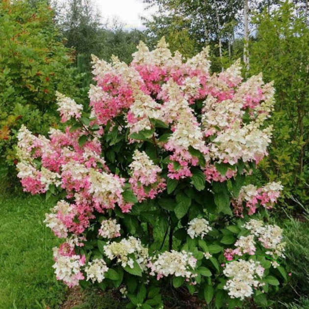 Гортензія волотиста Конфетті. (Hydrangea paniculata Confetti) ШТАМБ - зображення 3