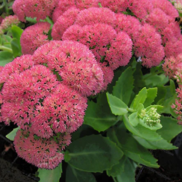 Очиток Осенняя радость (Sedum Autumn Joy) Р12 - Фото 3 Очиток Осенняя радость (Sedum Autumn Joy) Р12 - изображение 3