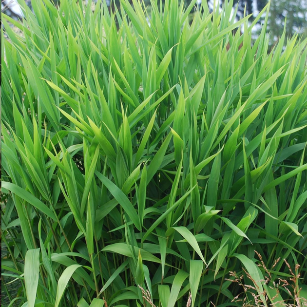Хасмантиум широколисный (Chasmanthium latifolium) С3 - Фото 2 Хасмантиум широколисный (Chasmanthium latifolium) С3 - изображение 2
