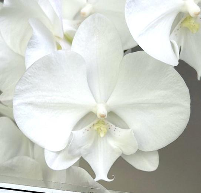 【Dream Fairy】NF 3枚 GA Dream Fairy】NF 3枚 GA Dream Fairy】NF 3枚 GA