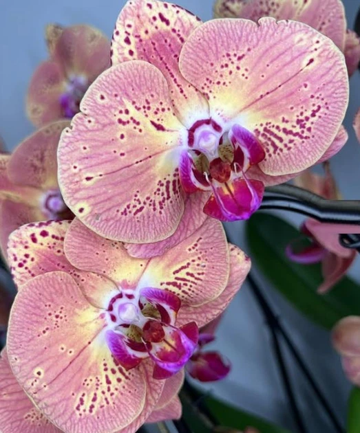 Орхідея (підліток зараз без квітів) TopDreams фаленопсис