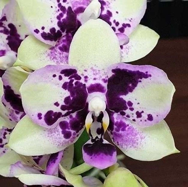 Орхідея (неквітучий підліток) TopDreams фаленопсис Phal 988