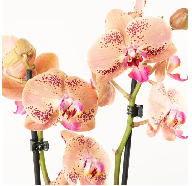 Орхідея (підліток зараз без квітів) TopDreams фаленопсис