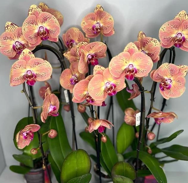 botanical☆ 554616860.jpg