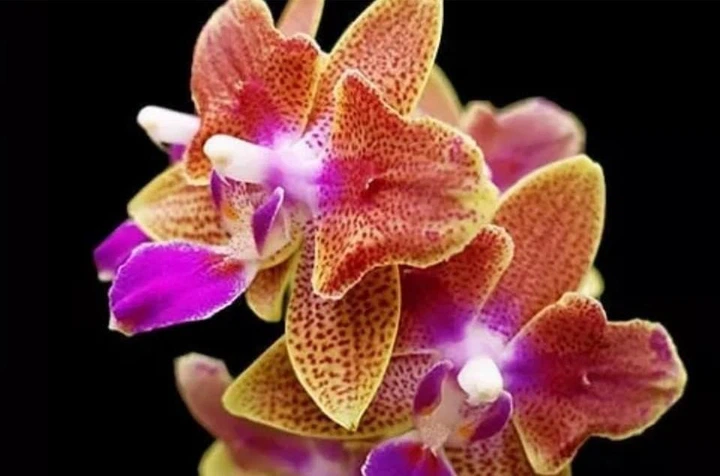 ❤富咲Jophiel♾️525✴︎888さま❤oils❤ ❤富咲Jophiel♾️525✴︎888さま❤oils❤ Phalaenopsis Yaphon