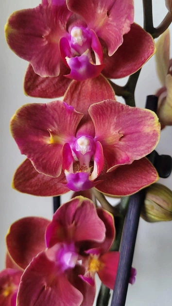 Орхідея (підліток зараз без квітів) TopDreams Phal 5014 Fire Smile