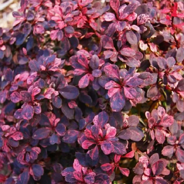 Барбарис Тунберга Інспірейшн. (Berberis thunbergii Inspiration) C3 - Фото 1 Барбарис Тунберга Інспірейшн. (Berberis thunbergii Inspiration) C3 - зображення 1
