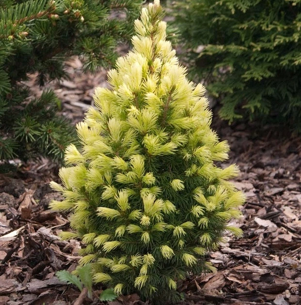 Ель канадская Дейзи Уайт С2 25-30см ( Picea glauca Daisy's White ) - Фото 2 Ель канадская Дейзи Уайт С2 25-30см ( Picea glauca Daisy's White ) - изображение 2