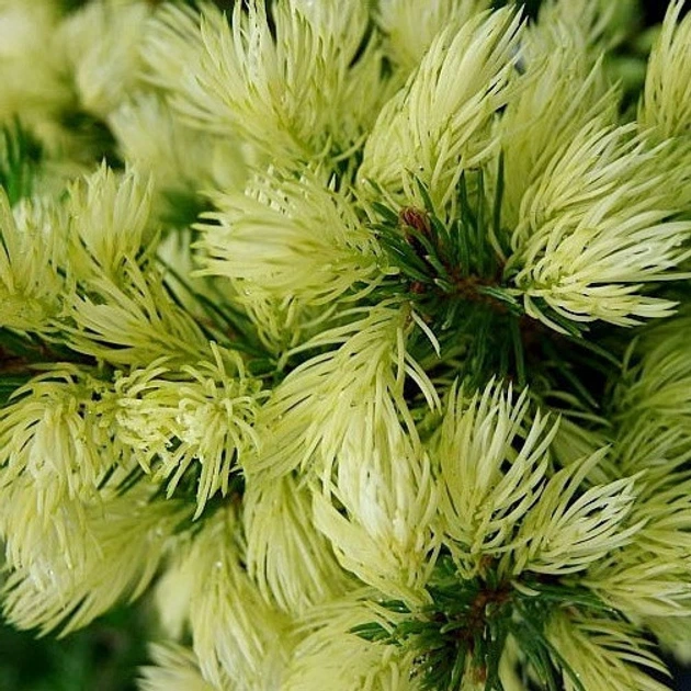 Ель канадская Дейзи Уайт С2 25-30см ( Picea glauca Daisy's White ) - Фото 4 Ель канадская Дейзи Уайт С2 25-30см ( Picea glauca Daisy's White ) - изображение 4