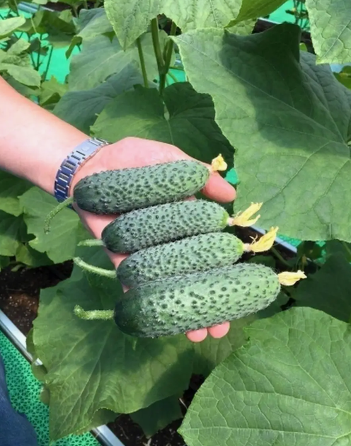 Семена Огурец Нибори F1, 10 шт (Kitano Seeds) - Фото 4 Семена Огурец Нибори F1, 10 шт (Kitano Seeds) - изображение 4