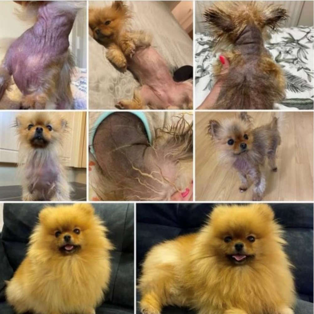 Лосьйон заспокійливий для собак DERMagic Skin Rescue при алергіях, лупі, свербіжі, 118 мл - зображення 3