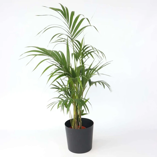 Ховея Howea forsteriana - Фото 2 Ховея Howea forsteriana - изображение 2
