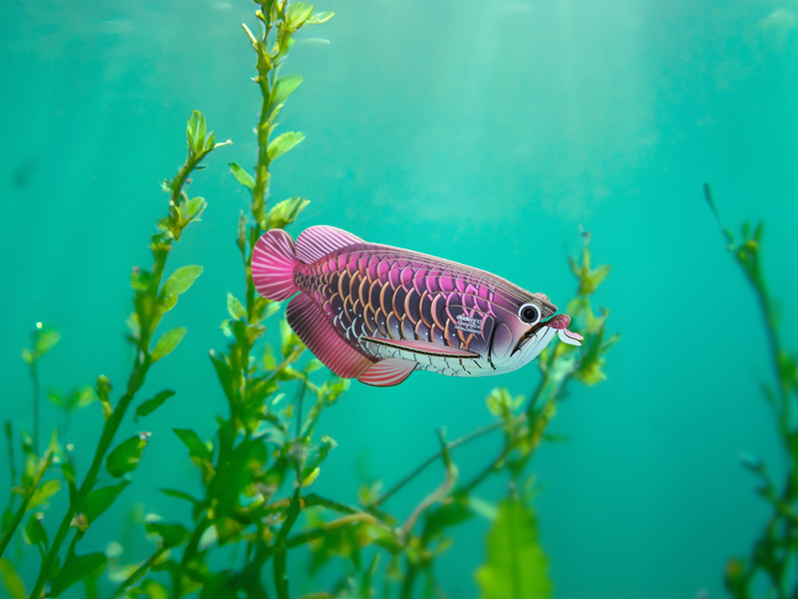 Model 3D do składania Eugy Zoo Azjatycka arowana (9421036940398) - obraz 12