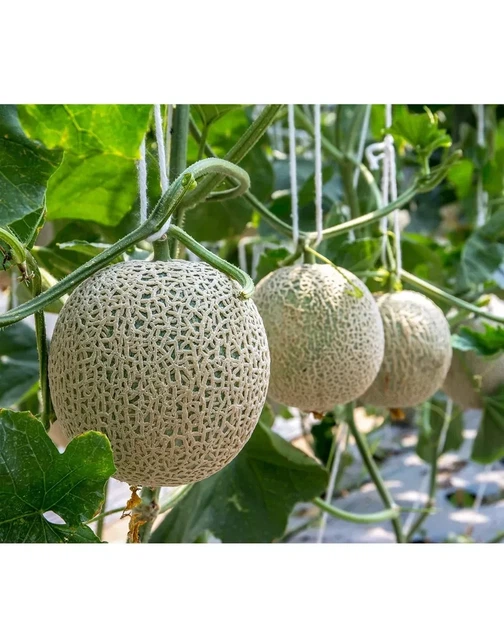 LULULUN Face Mask Hokkaido Melon антивозрастная увлажняющая маска с маслом дыни, 7 шт - изображение 3
