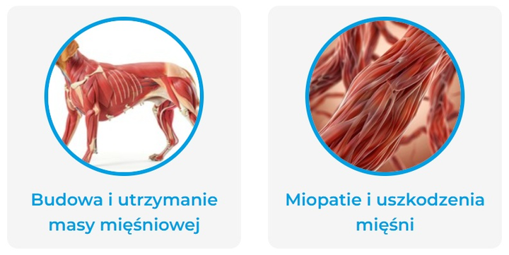Suplement diety Game Dog HMB Dla wzrostu mięśni i wytrzymałości u psów 120 tabletek (5904730806206) - obraz 2