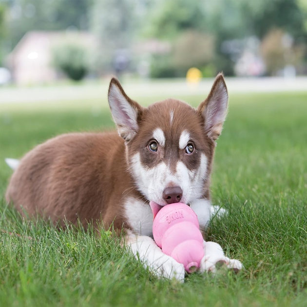 Zabawka Kong Puppy gruszka-karmidło dla szczeniąt średnich i dużych ras L (31115) (35585131115) - obraz 4