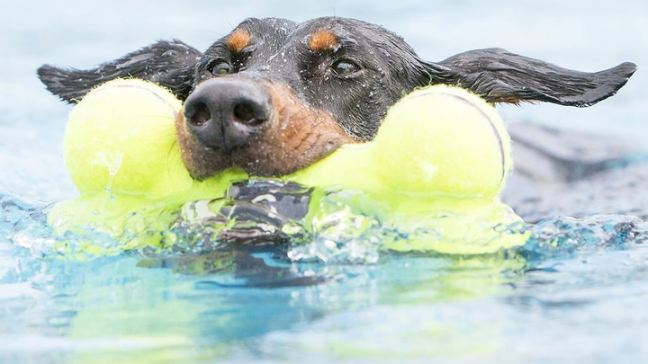 Іграшка Kong AirDog Squeaker Bone повітряна кістка для собак середніх і великих порід L (35585775302) - зображення 4