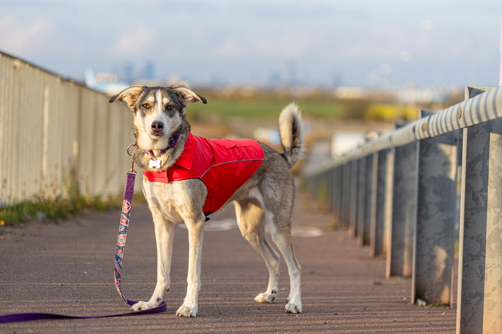 Kurtka dla psa Have a Pet Urban Czerwona 25 cm 260868 (5905546344081) - obraz 6